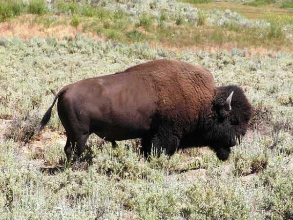 Yellowstone - Buffalo roadside attraction.