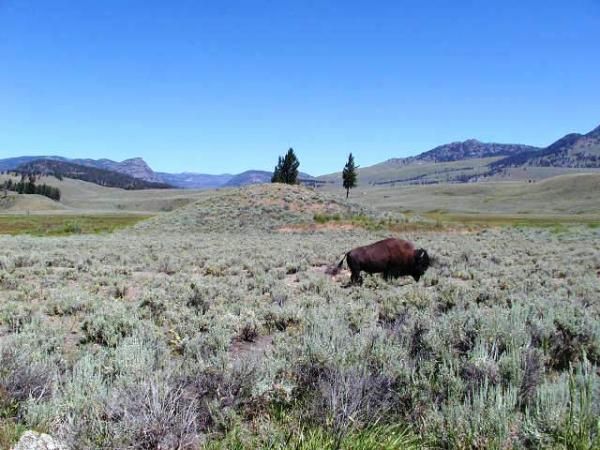 Yellowstone - Buffalo roadside attraction and a vista.